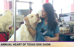 KVUE Dog Show news story