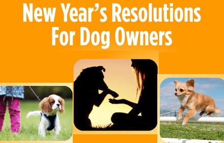 New Year, New Goals: 8 New Year's Resolutions for Your Pet - Vet in Fairfax  California