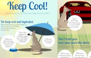 summer safety for dogs