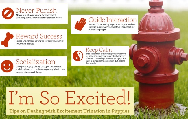 inforgraphic- dog urination training
