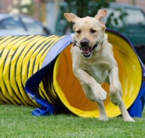 agility trials Belton, TX tckc-bg