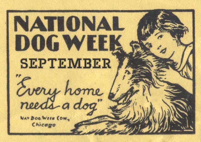 National Dog Week advert dog holiday