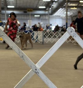 2024 TCKC dog show-ring closeup