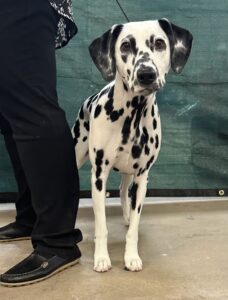 2024 TCKC dog show-dalmation