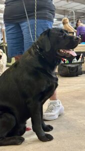 2024 TCKC dog show-labrador