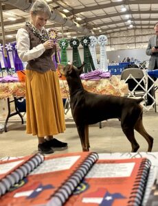 2024 TCKC dog show-good doberman