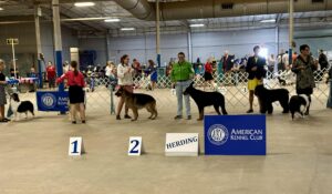 2024 TCKC dog show-herding group