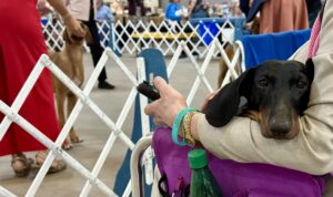 2024 TCKC dog show-daschund waits