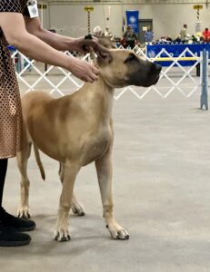 2024 TCKC dog show-great dane puppy