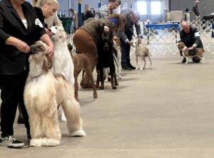 2024 TCKC dog show-hounds in line