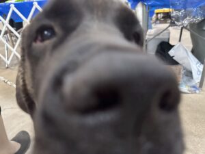 2024 TCKC dog show-nose closeup