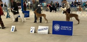 2024 TCKC dog show-Hounds