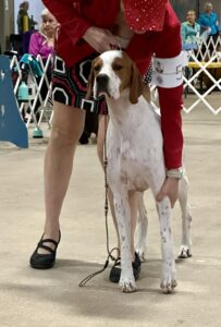 2024 TCKC dog show-hound conformation