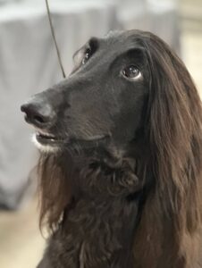 2025 show Afghan face