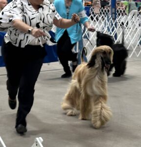 2025 show afghan hounds
