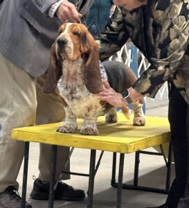 2025 show Basset Hounds